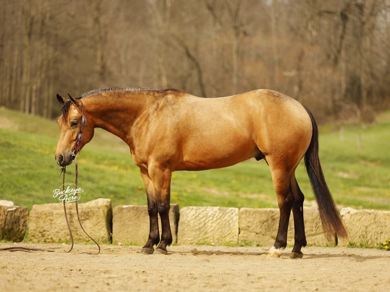 American Quarter Horse Gelding 5 years 14.3 hh Buckskin in Millersburg