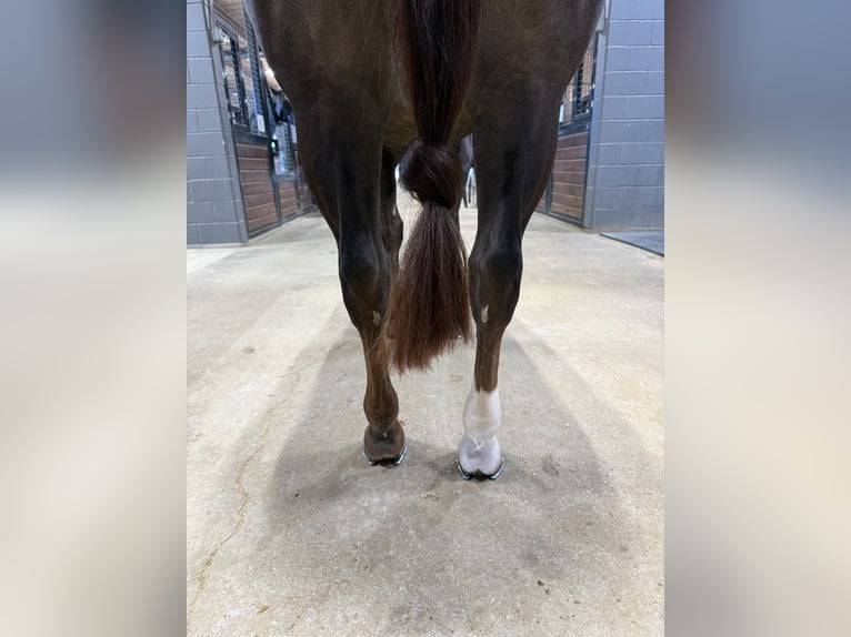 American Quarter Horse Gelding 5 years 14.3 hh Chestnut in Whitesboro