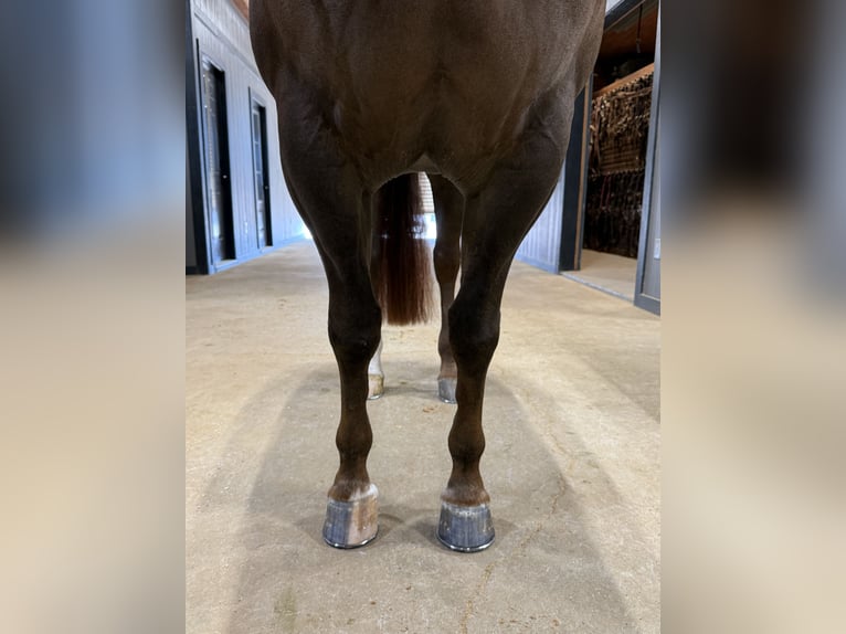 American Quarter Horse Gelding 5 years 14.3 hh Chestnut in Whitesboro