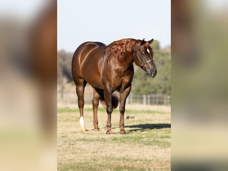 American Quarter Horse Gelding 5 years 14.3 hh Chestnut in Whitesboro