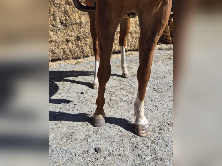 American Quarter Horse Gelding 5 years 14.3 hh Chestnut-Red in Pfaffenhofen an der Roth