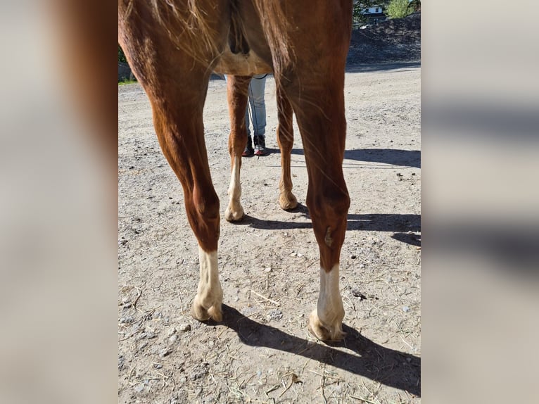 American Quarter Horse Gelding 5 years 14.3 hh Chestnut-Red in Pfaffenhofen an der Roth