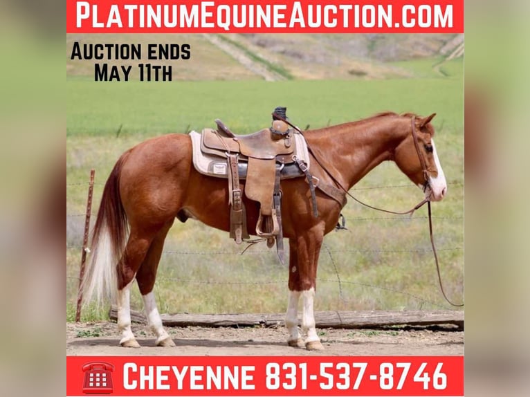 American Quarter Horse Gelding 5 years 14,3 hh Chestnut in Bitterwater CA