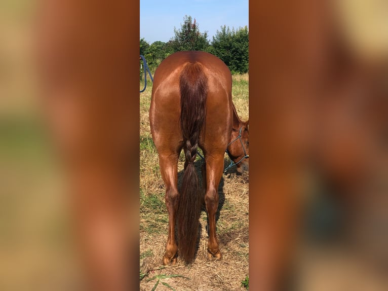 American Quarter Horse Gelding 5 years 14,3 hh Chestnut in Palestine TX