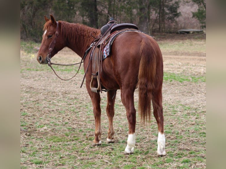 American Quarter Horse Gelding 5 years 14,3 hh Chestnut in Thompkinsville KY