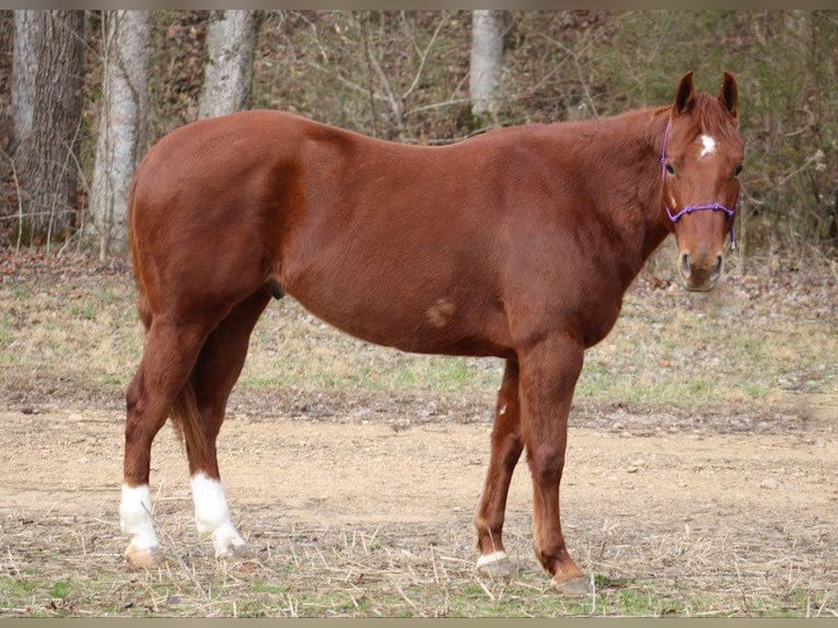 American Quarter Horse Gelding 5 years 14,3 hh Chestnut in Thompkinsville KY