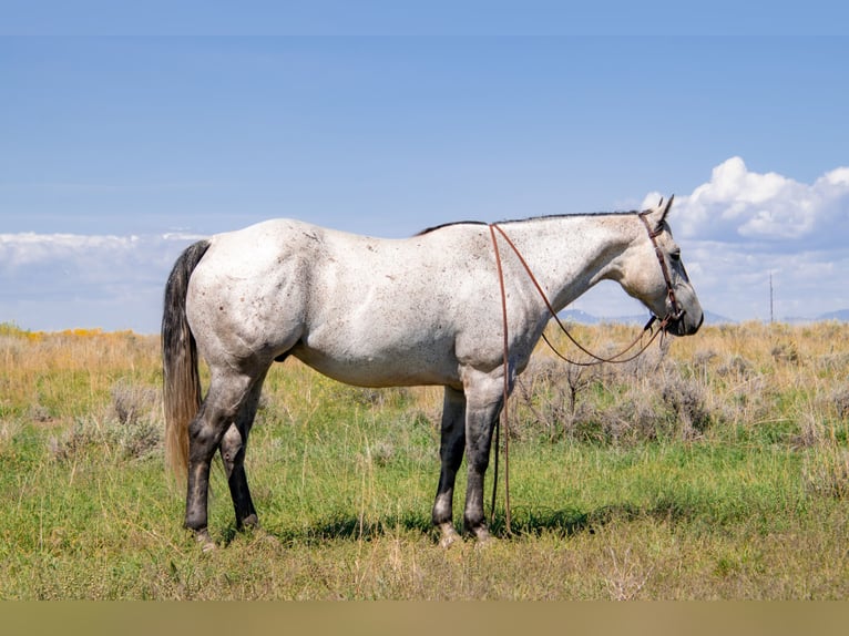 American Quarter Horse Gelding 5 years 14,3 hh Gray in Saint Anthony, ID
