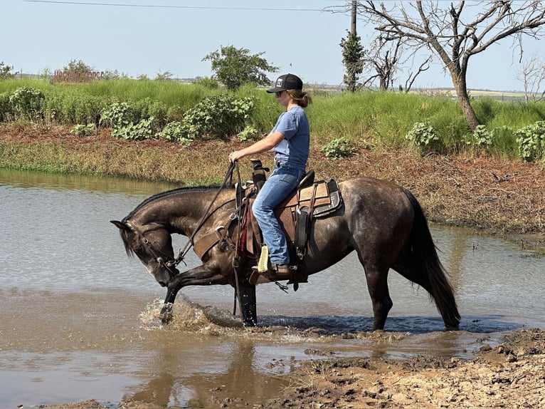 American Quarter Horse Gelding 5 years 14,3 hh Gray in Byers TX