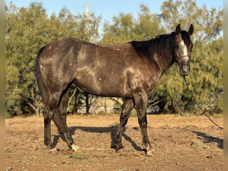 American Quarter Horse Gelding 5 years 14,3 hh Gray in Byers TX