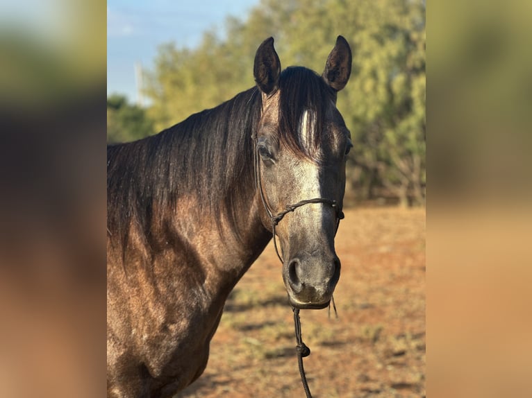 American Quarter Horse Gelding 5 years 14,3 hh Gray in Byers TX