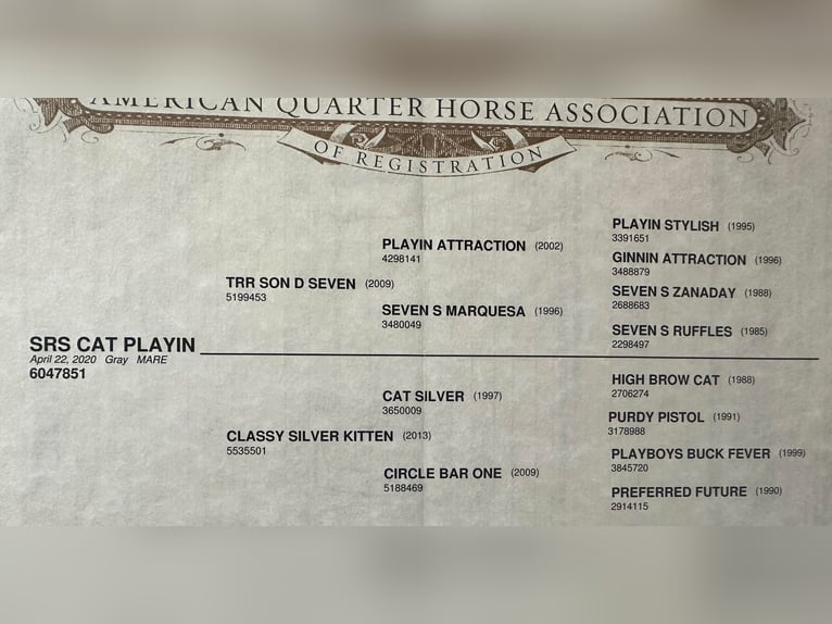 American Quarter Horse Gelding 5 years 14,3 hh Gray in Byers TX