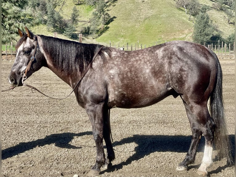 American Quarter Horse Gelding 5 years 14,3 hh Gray in Paicines CA