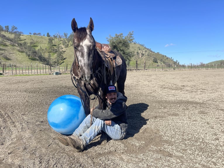 American Quarter Horse Gelding 5 years 14,3 hh Gray in Paicines CA