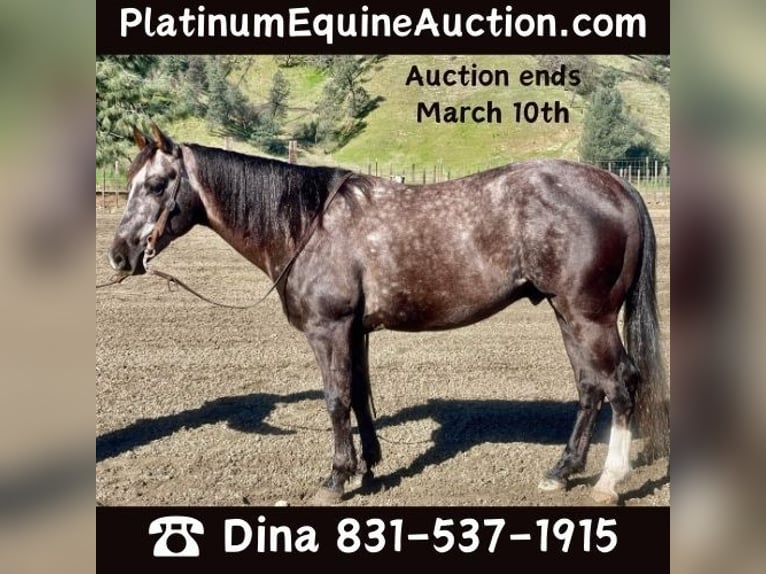 American Quarter Horse Gelding 5 years 14,3 hh Gray in Paicines CA