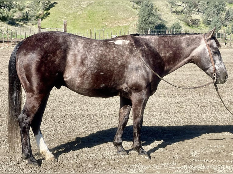 American Quarter Horse Gelding 5 years 14,3 hh Gray in Paicines CA