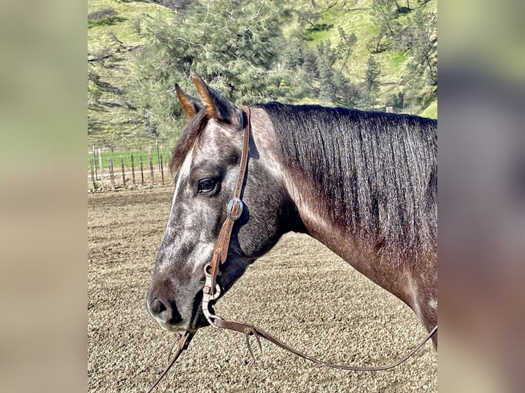 American Quarter Horse Gelding 5 years 14,3 hh Gray in Paicines CA