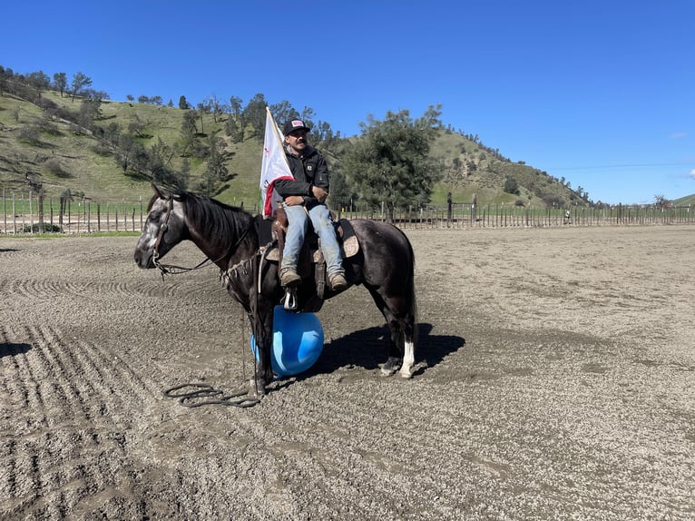 American Quarter Horse Gelding 5 years 14,3 hh Gray in Paicines CA