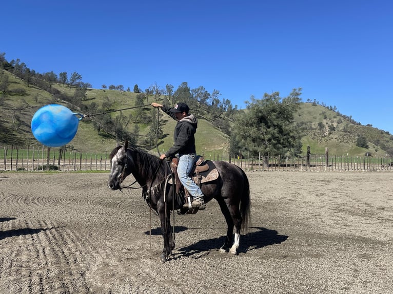 American Quarter Horse Gelding 5 years 14,3 hh Gray in Paicines CA