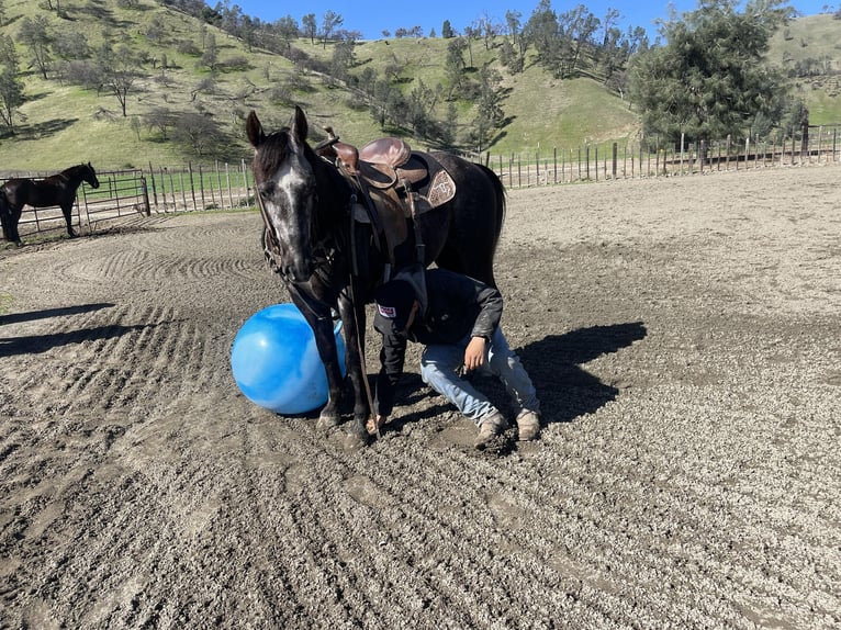 American Quarter Horse Gelding 5 years 14,3 hh Gray in Paicines CA