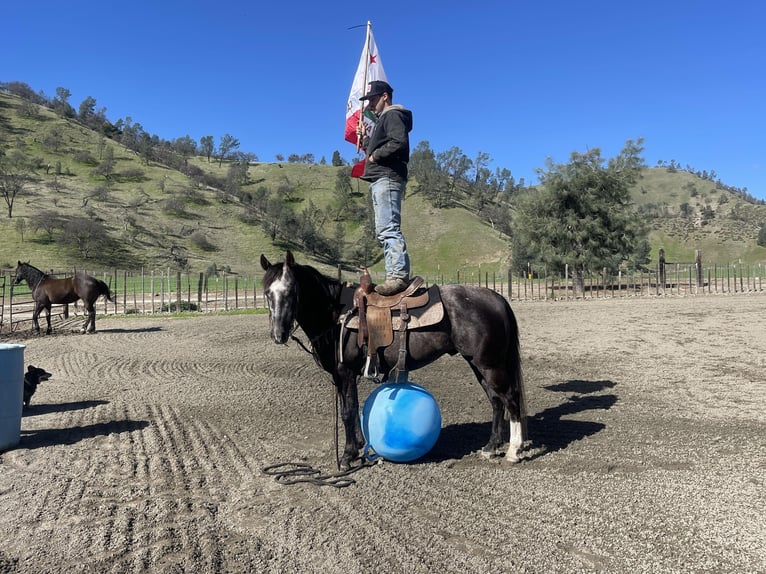 American Quarter Horse Gelding 5 years 14,3 hh Gray in Paicines CA