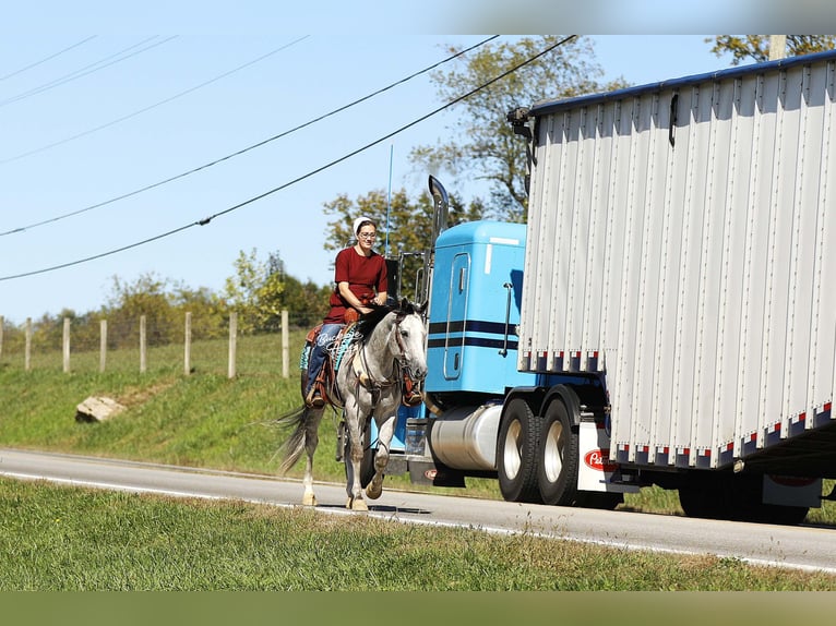 American Quarter Horse Gelding 5 years 14,3 hh Grey-Dapple in Millersburg