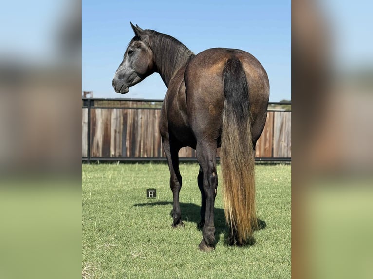 American Quarter Horse Gelding 5 years 14.3 hh Grey-Dapple in Jacksboro, TX