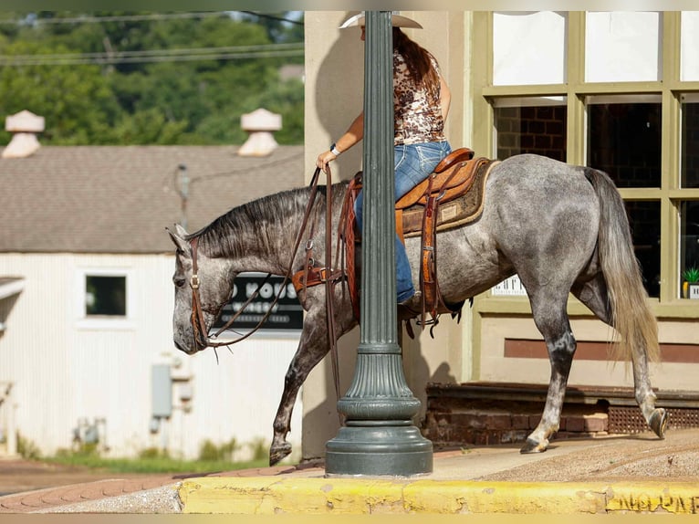 American Quarter Horse Gelding 5 years 14,3 hh Grey in Rusk TX