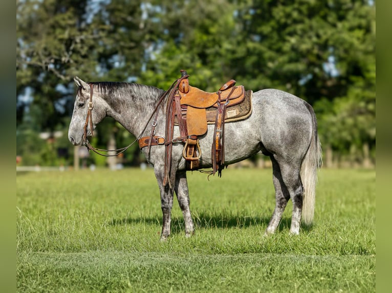 American Quarter Horse Gelding 5 years 14,3 hh Grey in Rusk TX