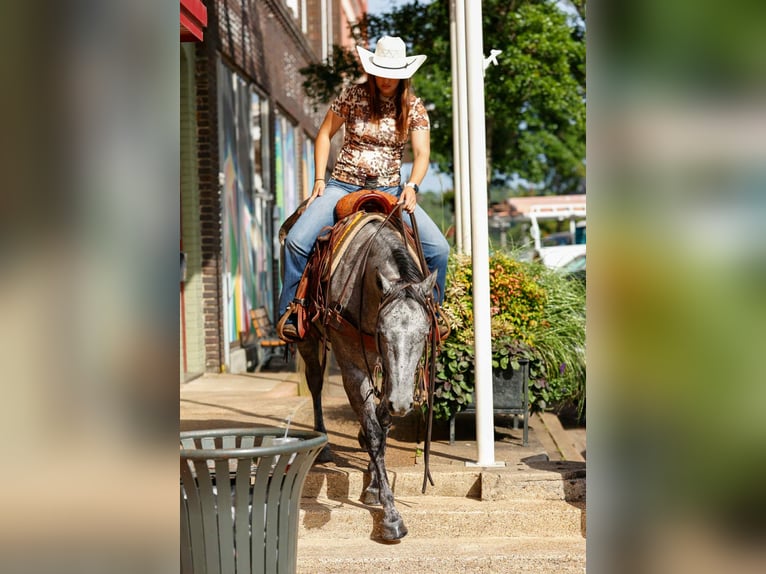 American Quarter Horse Gelding 5 years 14,3 hh Grey in Rusk TX