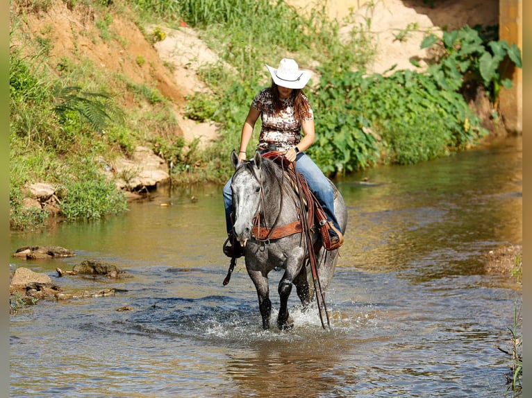 American Quarter Horse Gelding 5 years 14,3 hh Grey in Rusk TX