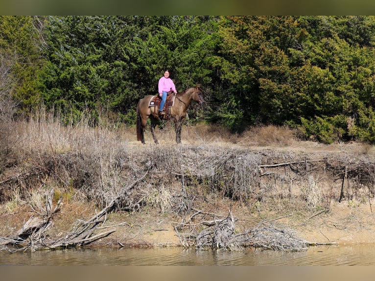 American Quarter Horse Gelding 5 years 14.3 hh Grullo in Forney