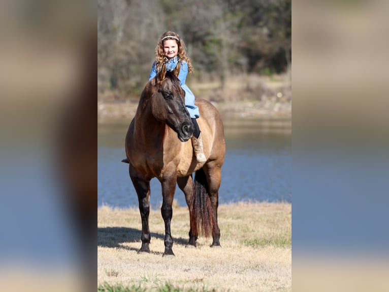 American Quarter Horse Gelding 5 years 14.3 hh Grullo in Forney