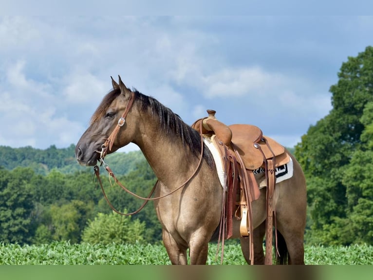 American Quarter Horse Gelding 5 years 14,3 hh Grullo in Crab Orchard, KY