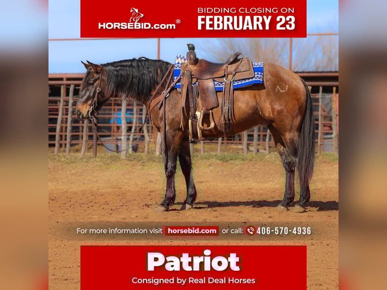 American Quarter Horse Gelding 5 years 14.3 hh Grullo in Ripley