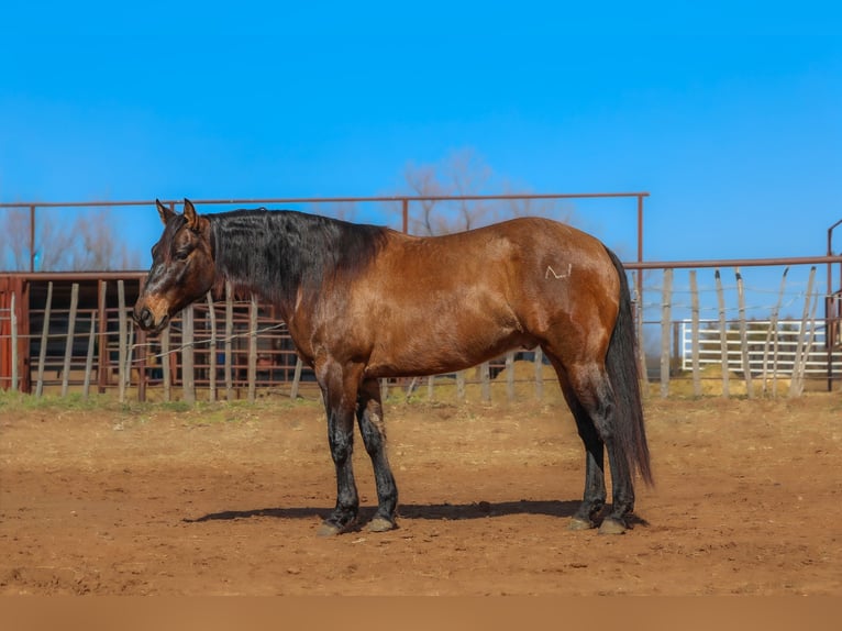 American Quarter Horse Gelding 5 years 14.3 hh Grullo in Ripley