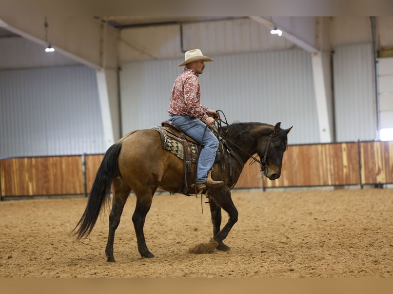 American Quarter Horse Gelding 5 years 14.3 hh Grullo in Ripley