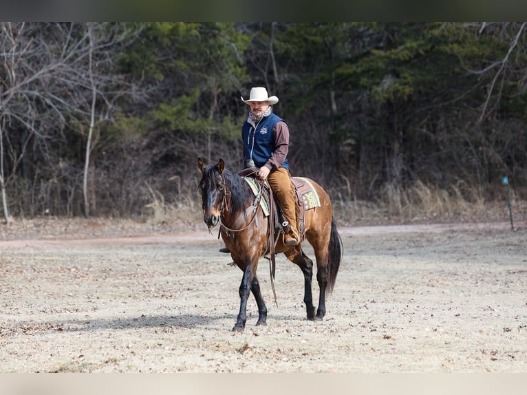 American Quarter Horse Gelding 5 years 14.3 hh Grullo in Ripley