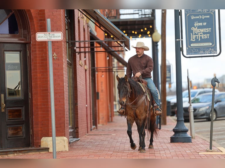 American Quarter Horse Gelding 5 years 14.3 hh Grullo in Ripley