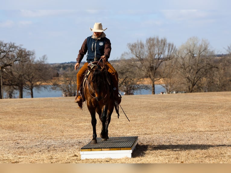 American Quarter Horse Gelding 5 years 14.3 hh Grullo in Ripley