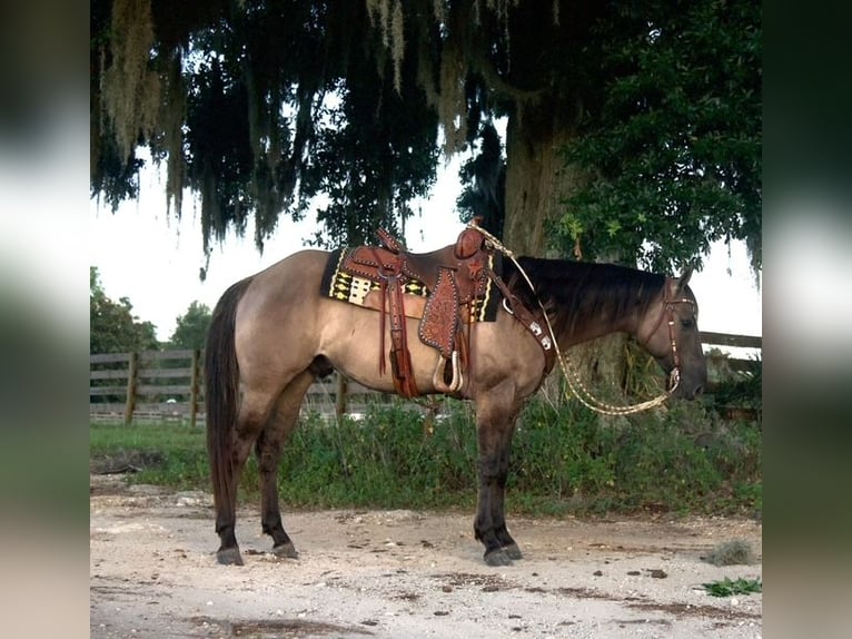 American Quarter Horse Gelding 5 years 14,3 hh Grullo in Ocala, FL