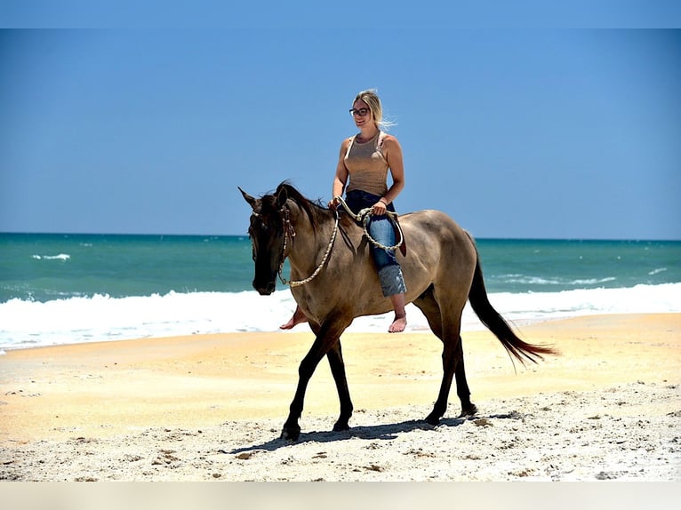 American Quarter Horse Gelding 5 years 14,3 hh Grullo in Ocala, FL