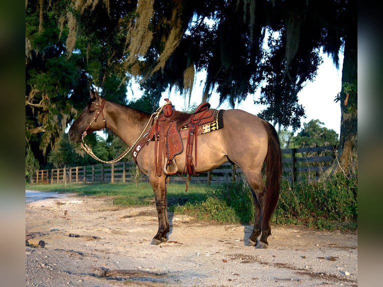 American Quarter Horse Gelding 5 years 14,3 hh Grullo in Ocala, FL