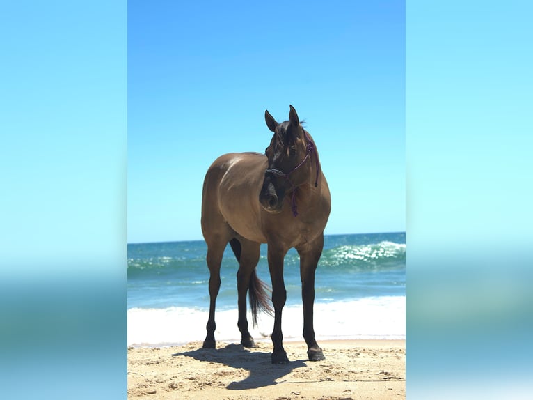 American Quarter Horse Gelding 5 years 14,3 hh Grullo in Ocala, FL