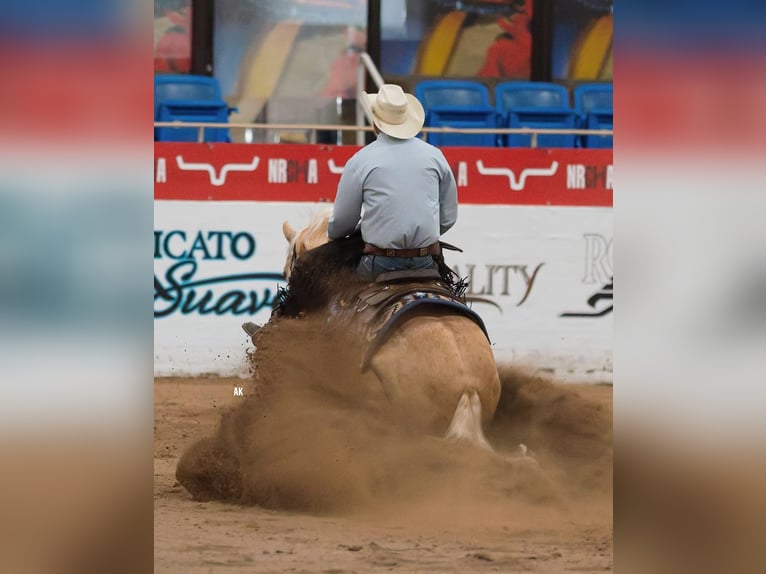 American Quarter Horse Gelding 5 years 14.3 hh Palomino in Waco