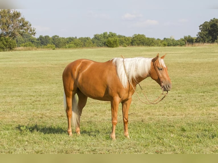 American Quarter Horse Gelding 5 years 14,3 hh Palomino in Buffalo, MO