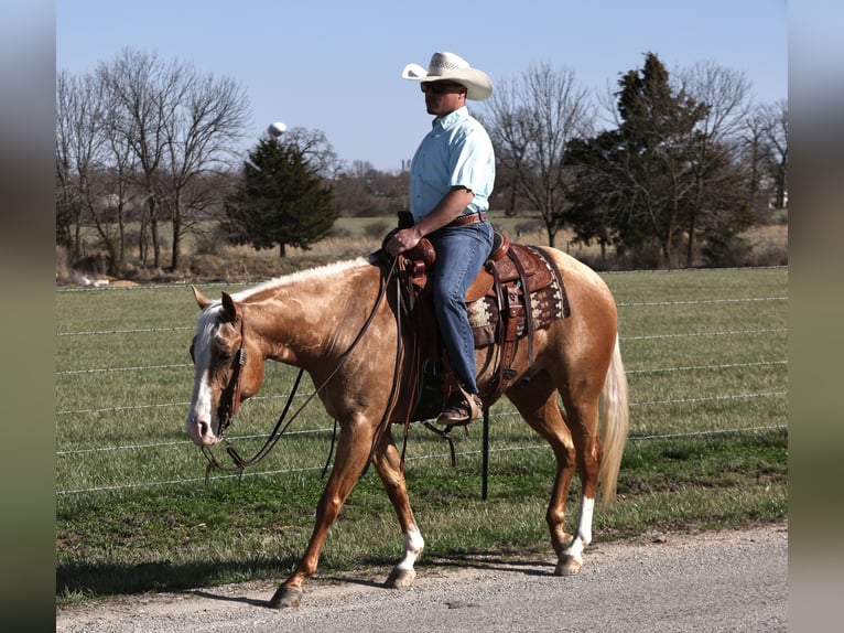 American Quarter Horse Gelding 5 years 14,3 hh Palomino in Buffalo