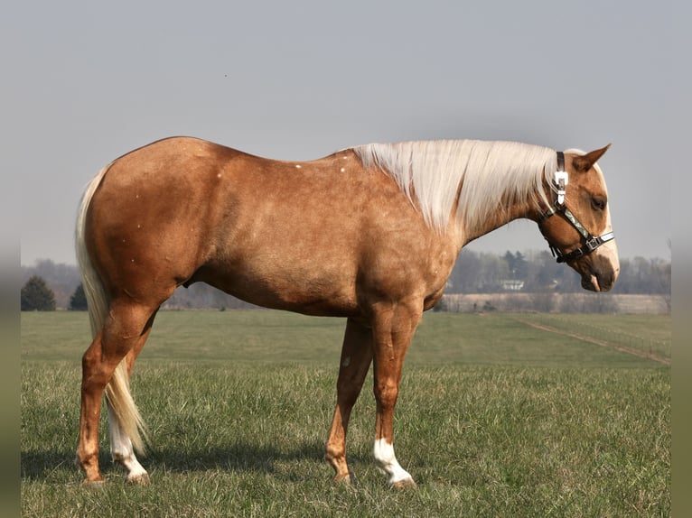 American Quarter Horse Gelding 5 years 14,3 hh Palomino in Buffalo