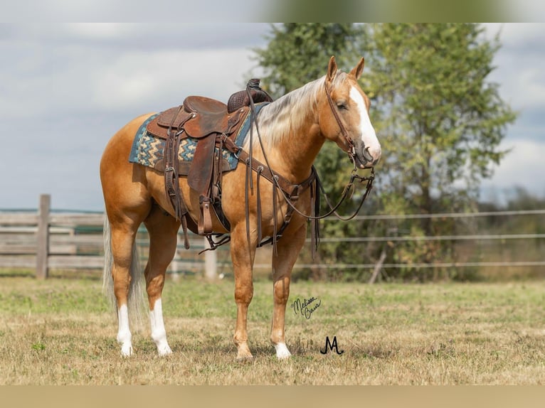 American Quarter Horse Gelding 5 years 14,3 hh Palomino in River Falls, WI