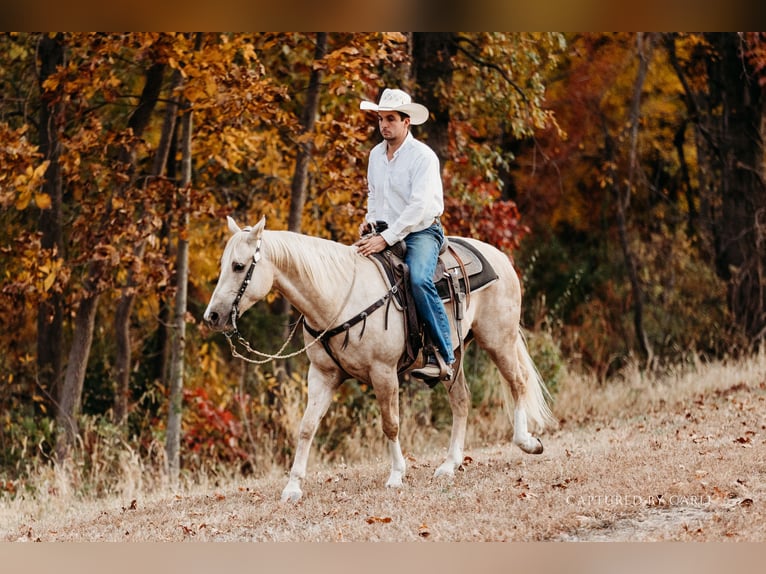 American Quarter Horse Gelding 5 years 14,3 hh Palomino in Lewistown