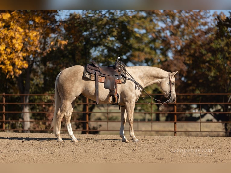 American Quarter Horse Gelding 5 years 14,3 hh Palomino in Lewistown